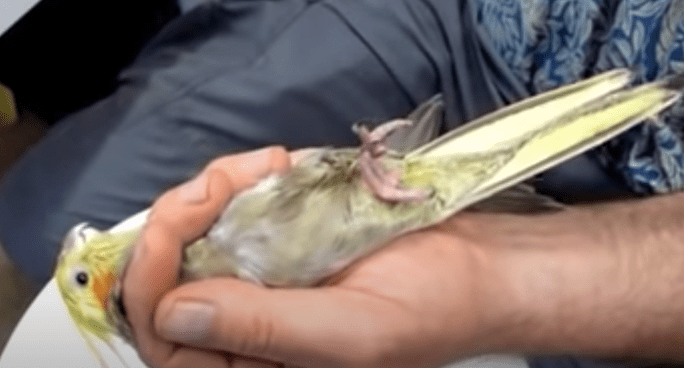 how to cut bird nails