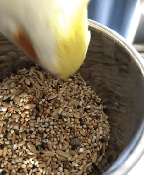 Nail trimming cockatiels