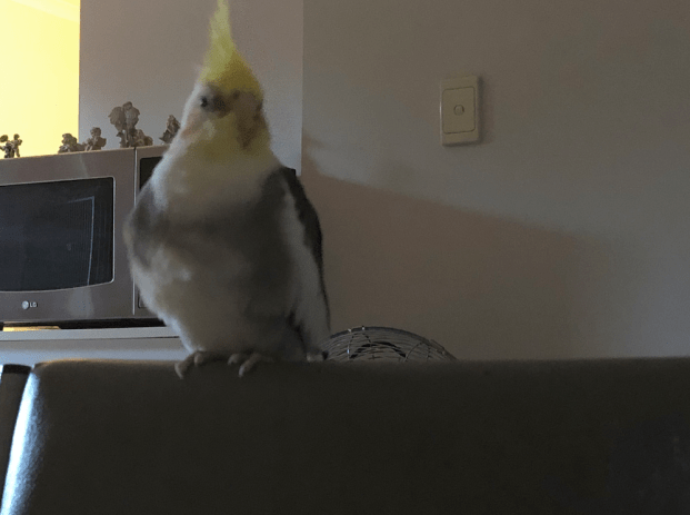Cockatiels vs budgies