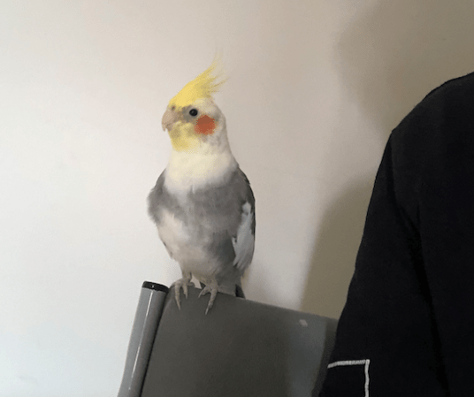 Cockatiel vs budgie