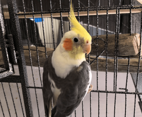Cockatiel eating poop