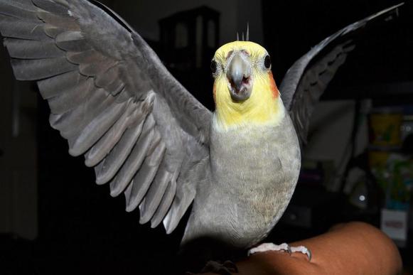 how to tame an aggressive cockatiel