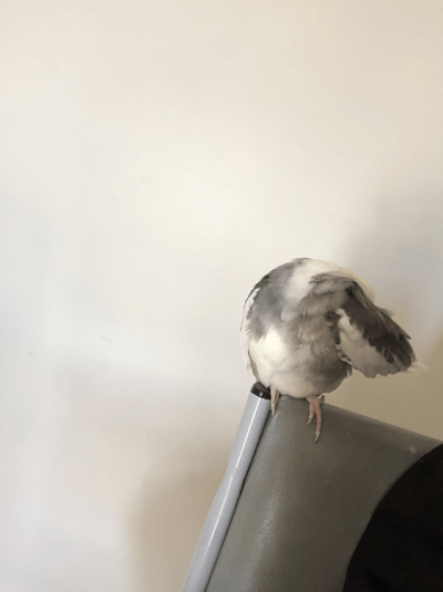 how to entertain a cockatiel