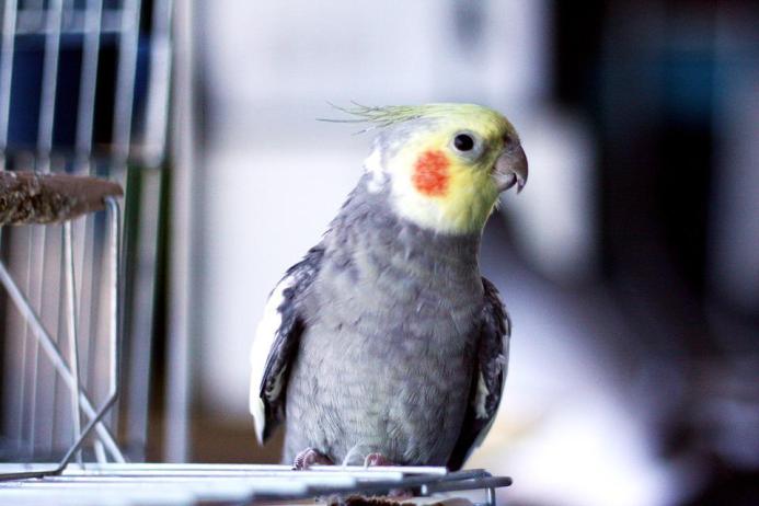 how to get untamed bird back in cage