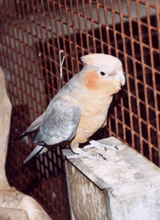 what birds can live with cockatiels