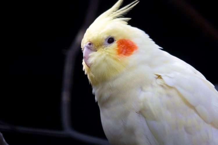 all cockatiel mutations