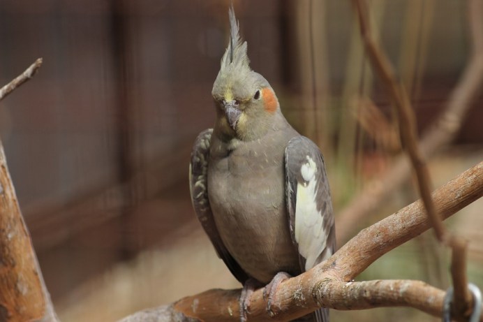 How to identify male and female lutino cockatiel