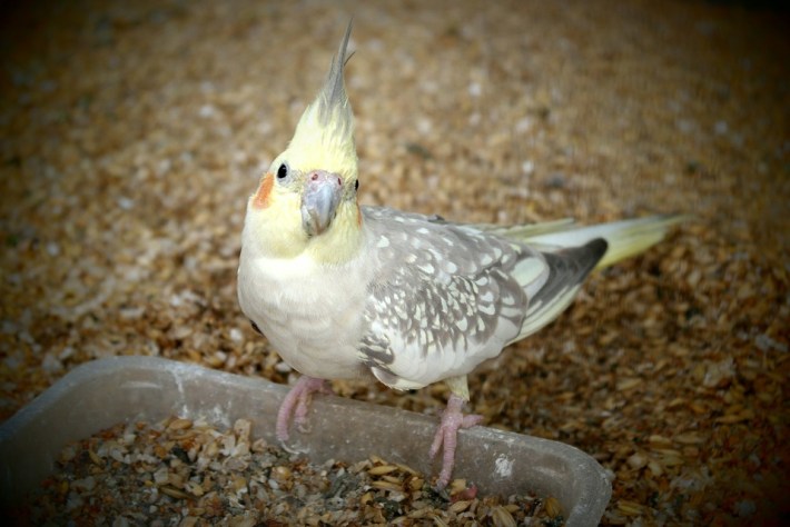 how to switch a cockatiel from seeds to pellets