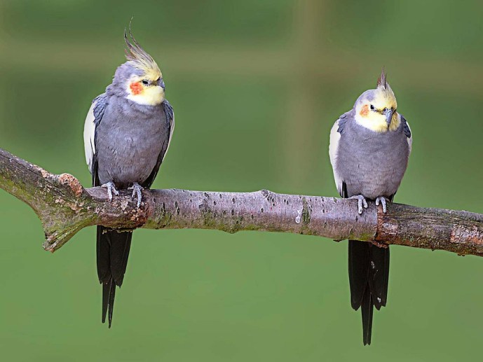 How to tell if a cockatiel is male or female