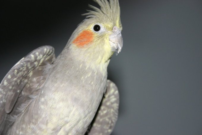 tame a cockatiel