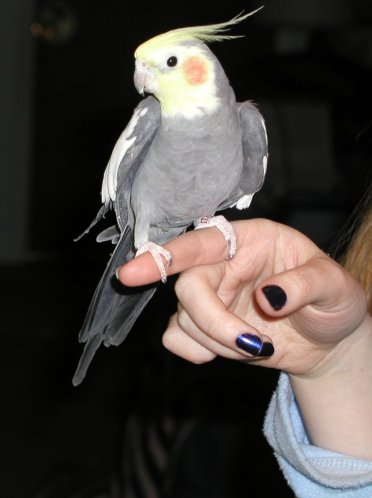 train a cockatiel to speak