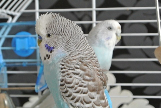 cutting bird wings