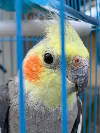 how to introduce a new bird to my bird