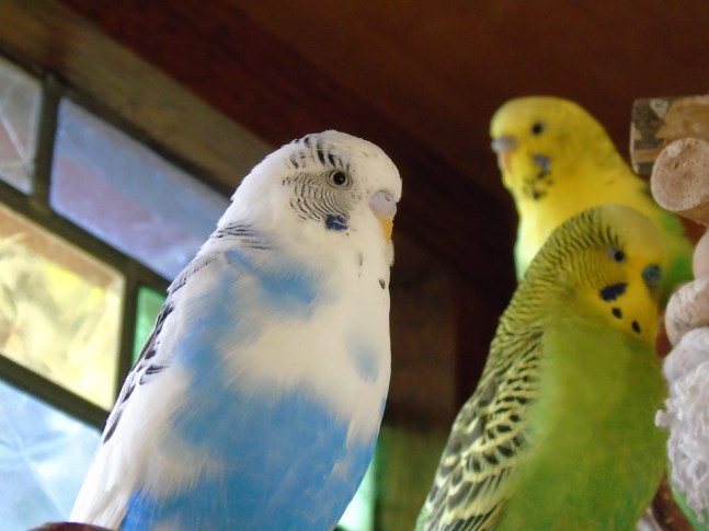 Budgie facts