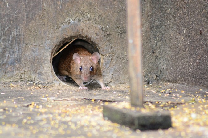 mice getting in the bird cage