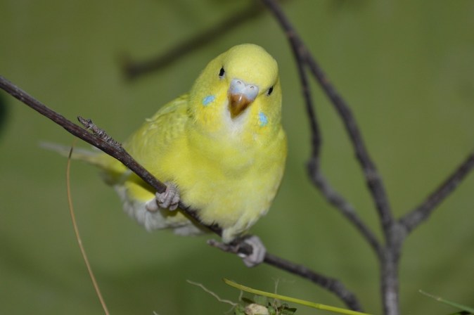 10 fun facts about budgies