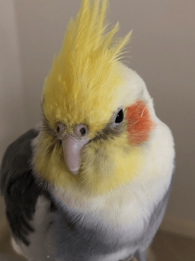 why is my cockatiel sneezing?