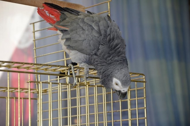 best cages for african grey parrots