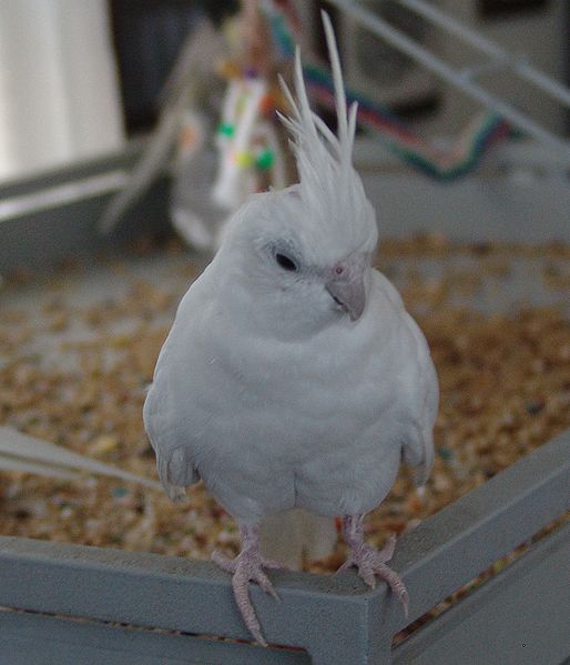All cockatiel mutations. Albino
