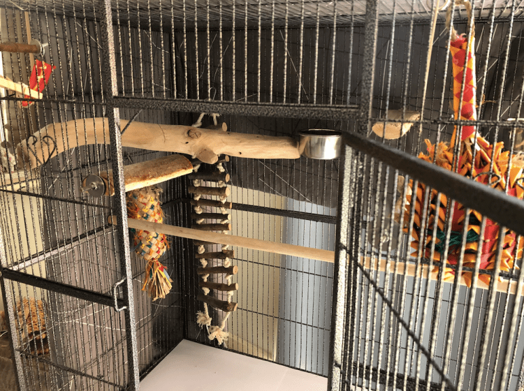 best conure travel cage