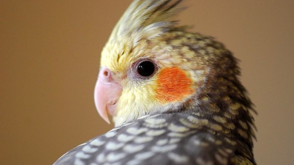cockatiel mutations