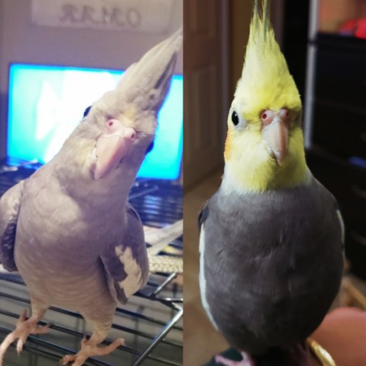cockatiel lifespan