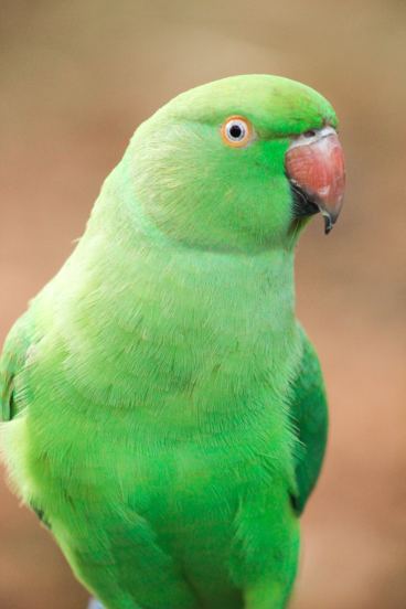 Indian ringneck parrot