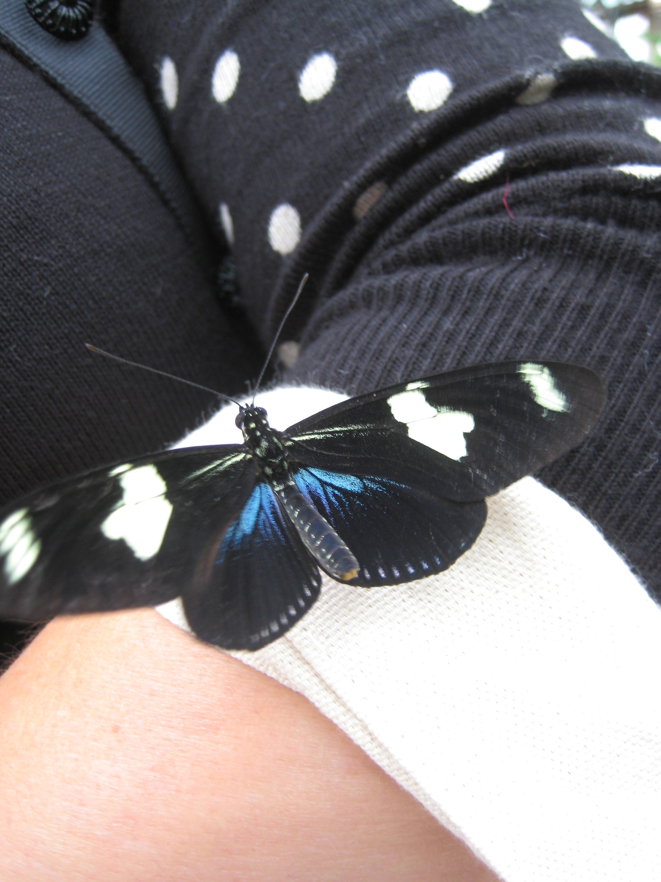 The day the butterfly came....