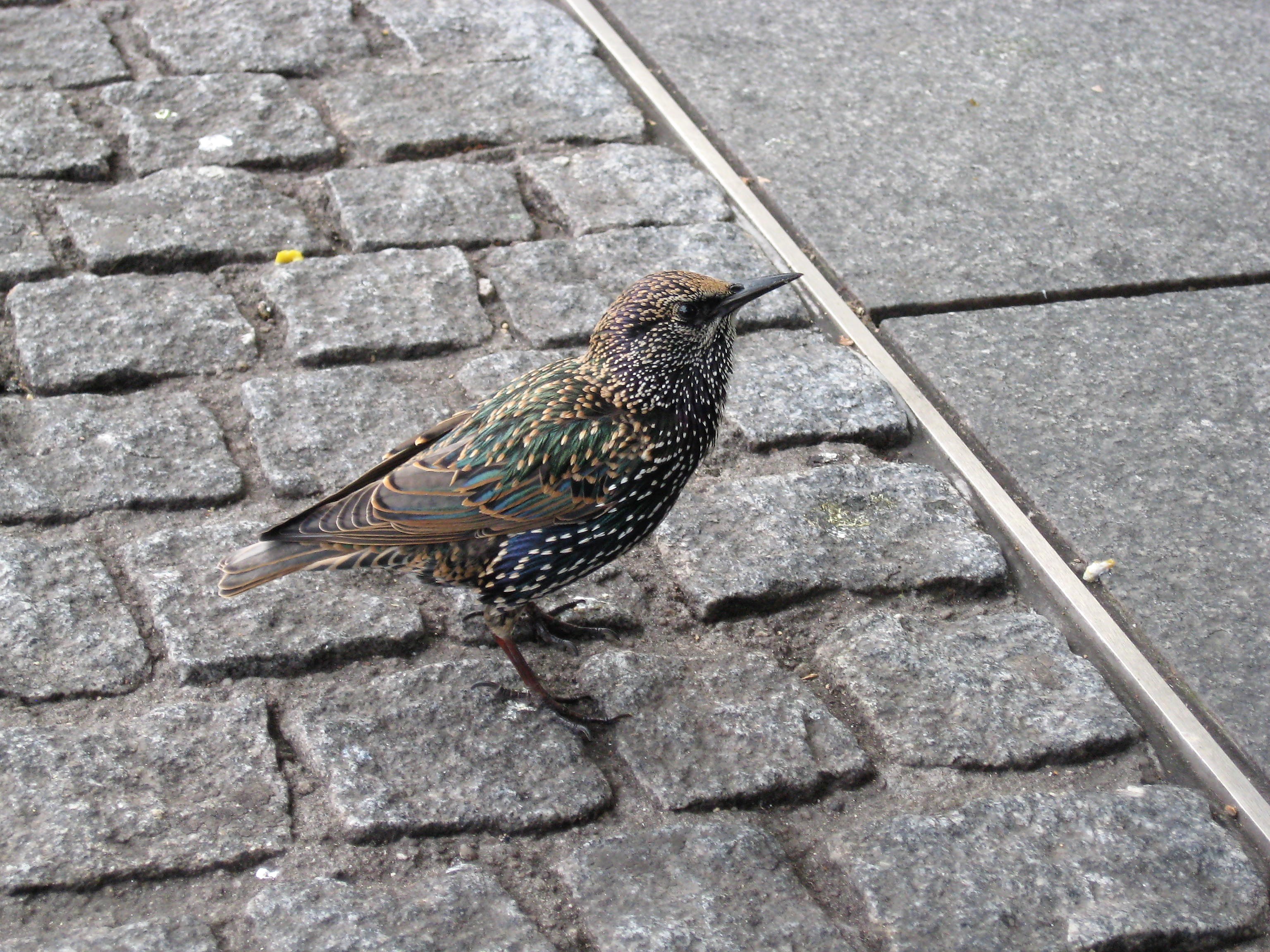 Darling Starling