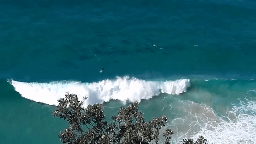 Faune à Byron Bay