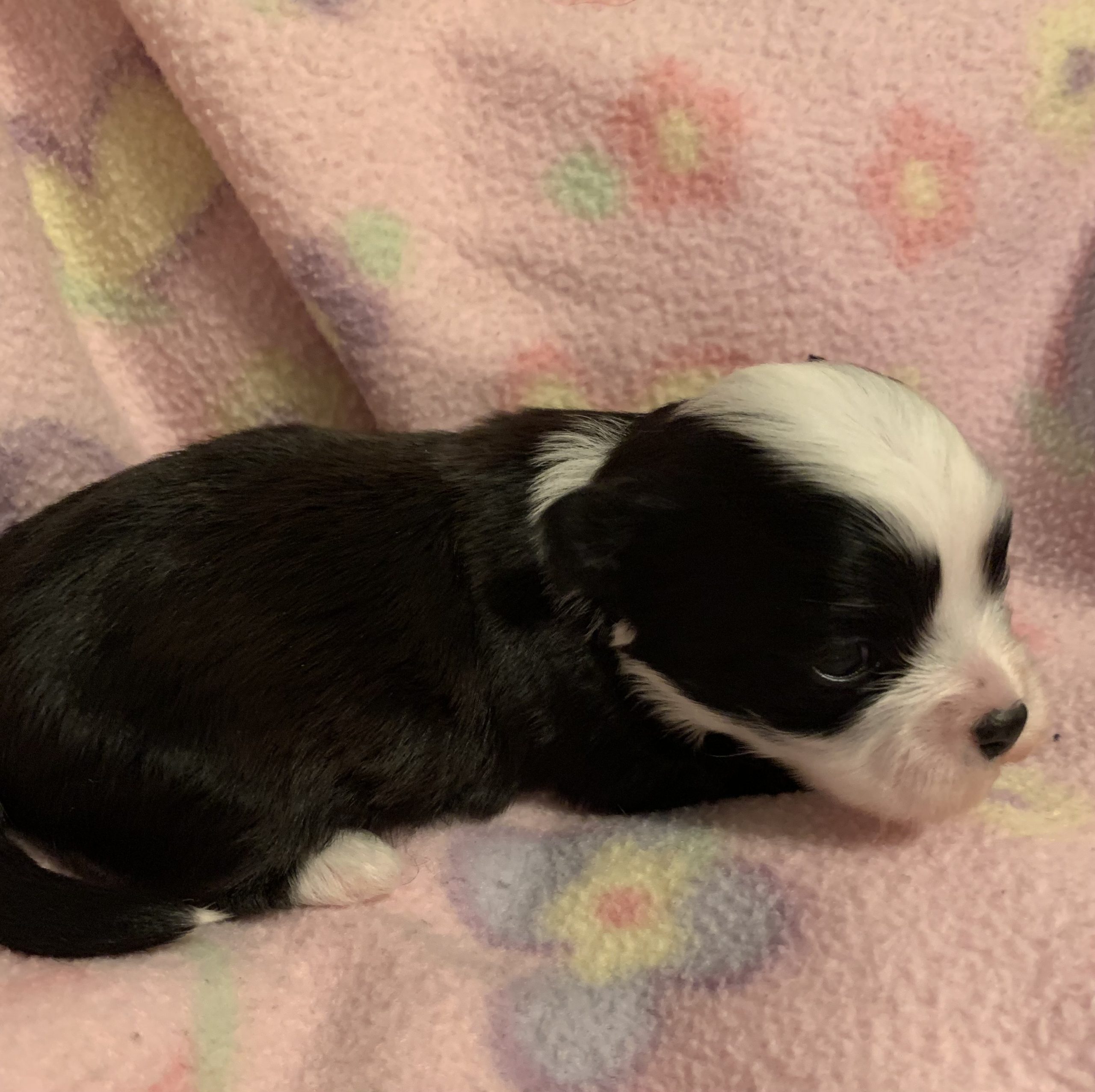 Hoppity has white paws.