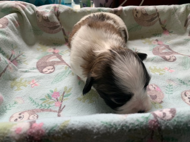 Clover is a red sable female