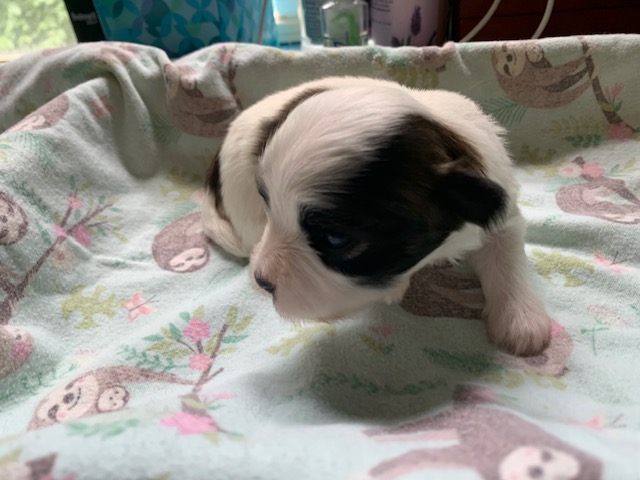 Daisy is a red sablefemale that will likely fade to cream.