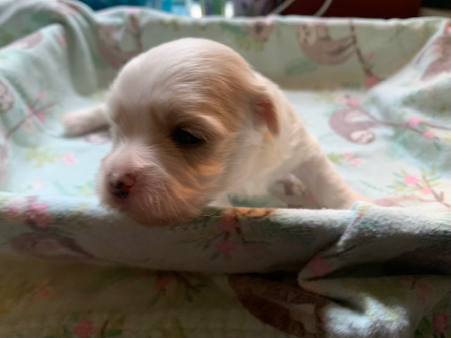 Birch is a cream male.