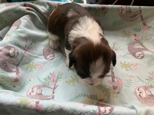 Leia...a red sable pied female