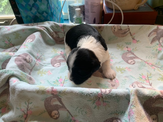 Anikin...Artemis' male.