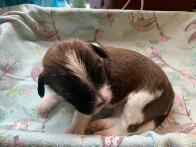 Luke is a red sable pied.