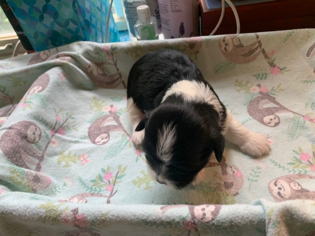 Phasma is a black pied female