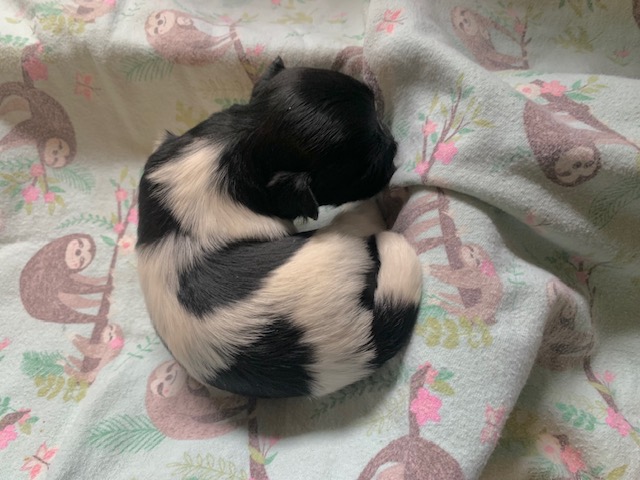 Hawthorne is als a black parti male.