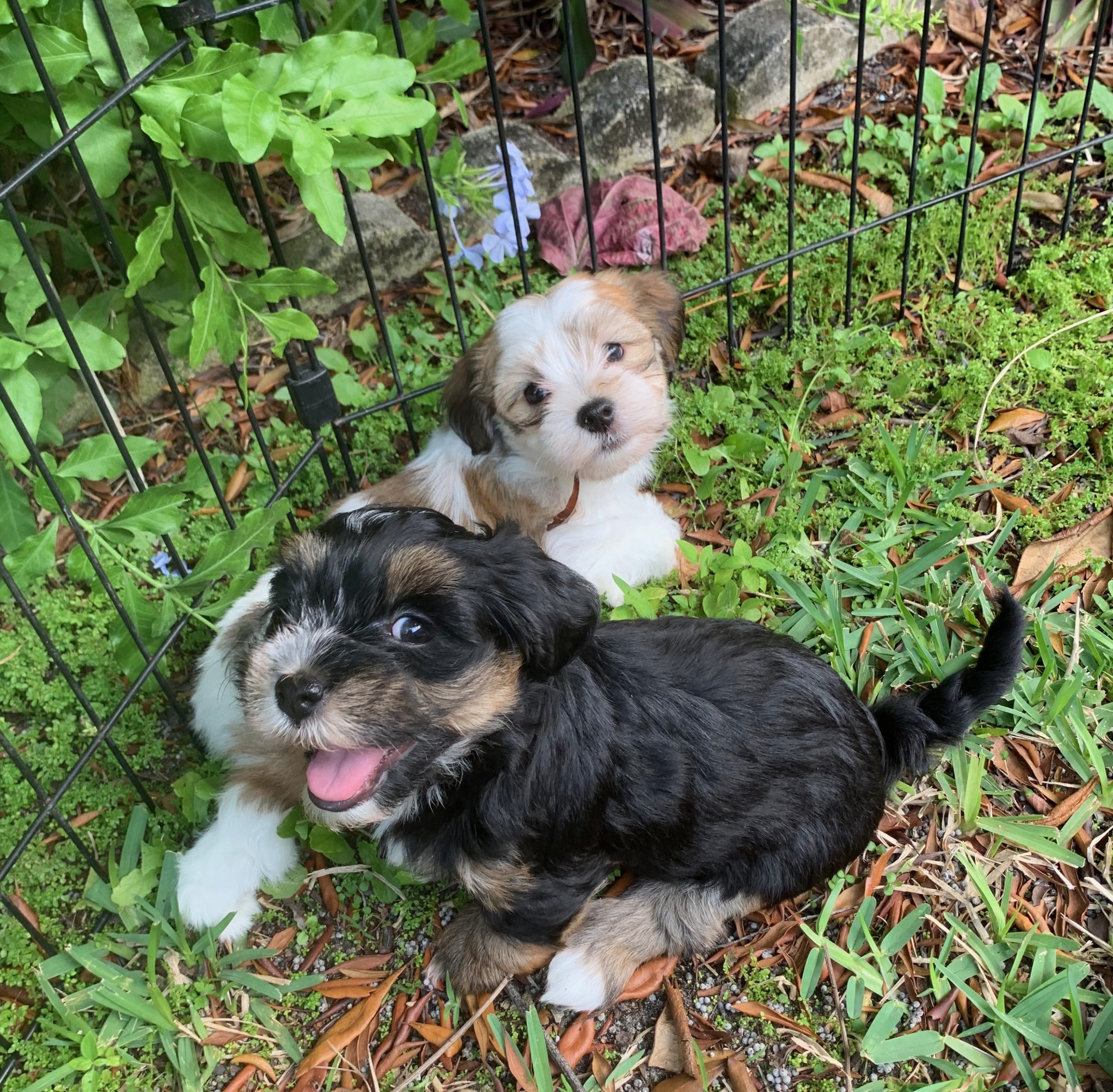 akc havanese breeders