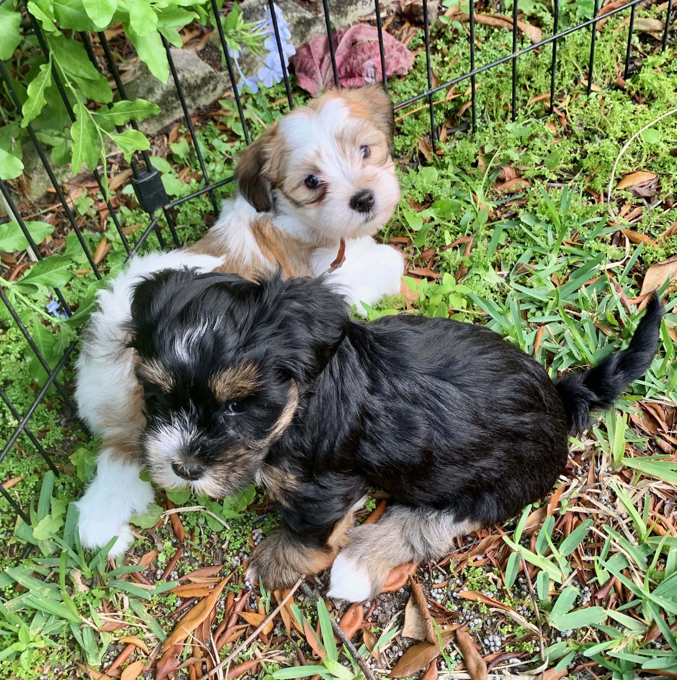 havanese puppies playing