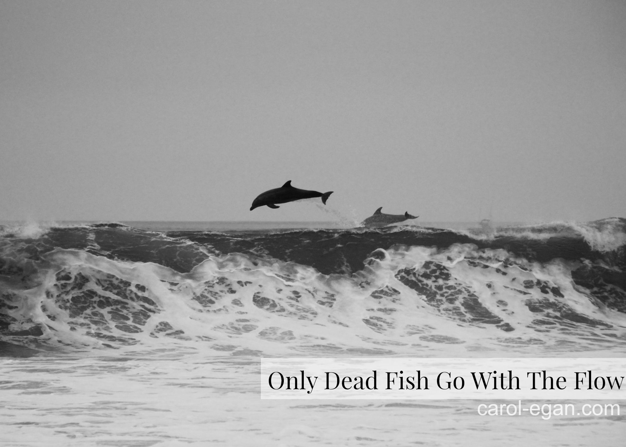 Only Dead Fish Go With The Flow Nelson Millardspeaks Flow Quotes Dead Fish Inspirational Quotes This creates quite the visual picture doesnt it.