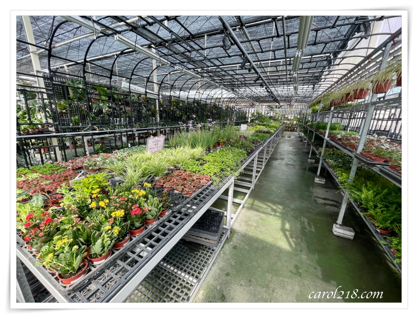 &nbsp;旋轉花市/觀葉植物/多肉植物/台中花市/台中捷運景點松竹路的旋轉花市開始營業後不時會看到有人分享終於也來朝聖了不逛則已一逛驚人！別的品項不敢說，但以觀葉植物來說，旋轉花市真可說是目前台中花市的天花板了！不僅交通方便，空間寬敞、營業時間長（上午八點到晚上十點半）植物種類豐富完整又便宜假日想悠閒走走、或採買植物，都非常推