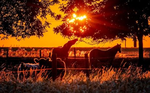 Horses and cows stand together in a paddock in the outskirts of Frankfurt, Germany, as the sun rises Tuesday