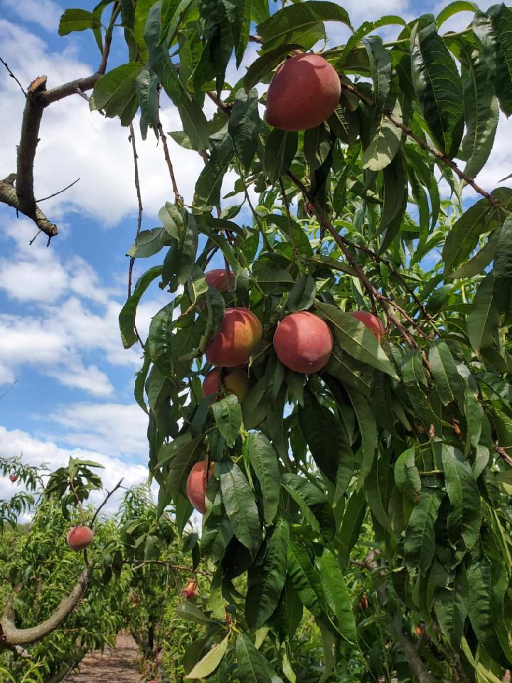 Shuler Peach Orchard and produce farm, South Carolina