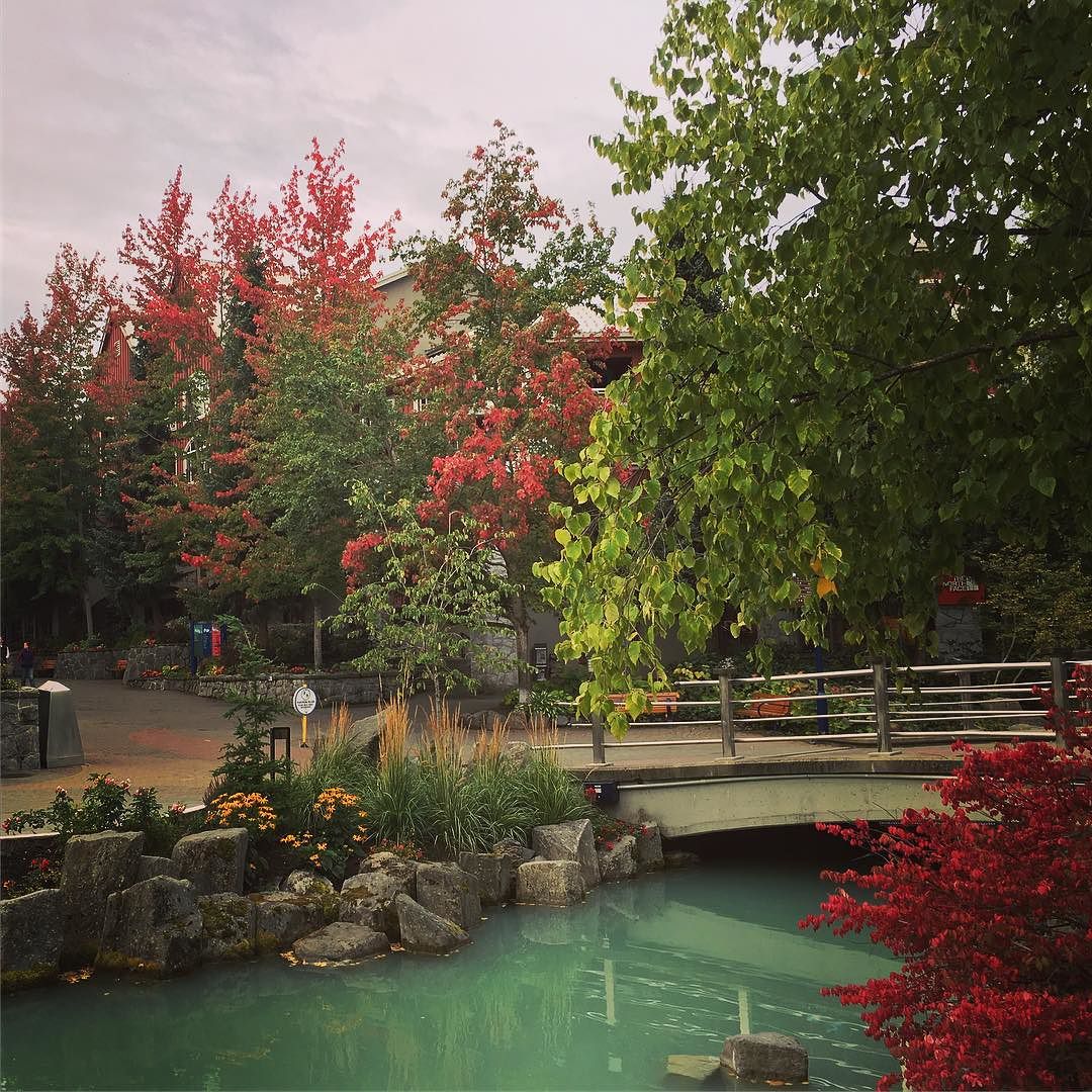 Whistler's fall colors are coming out.