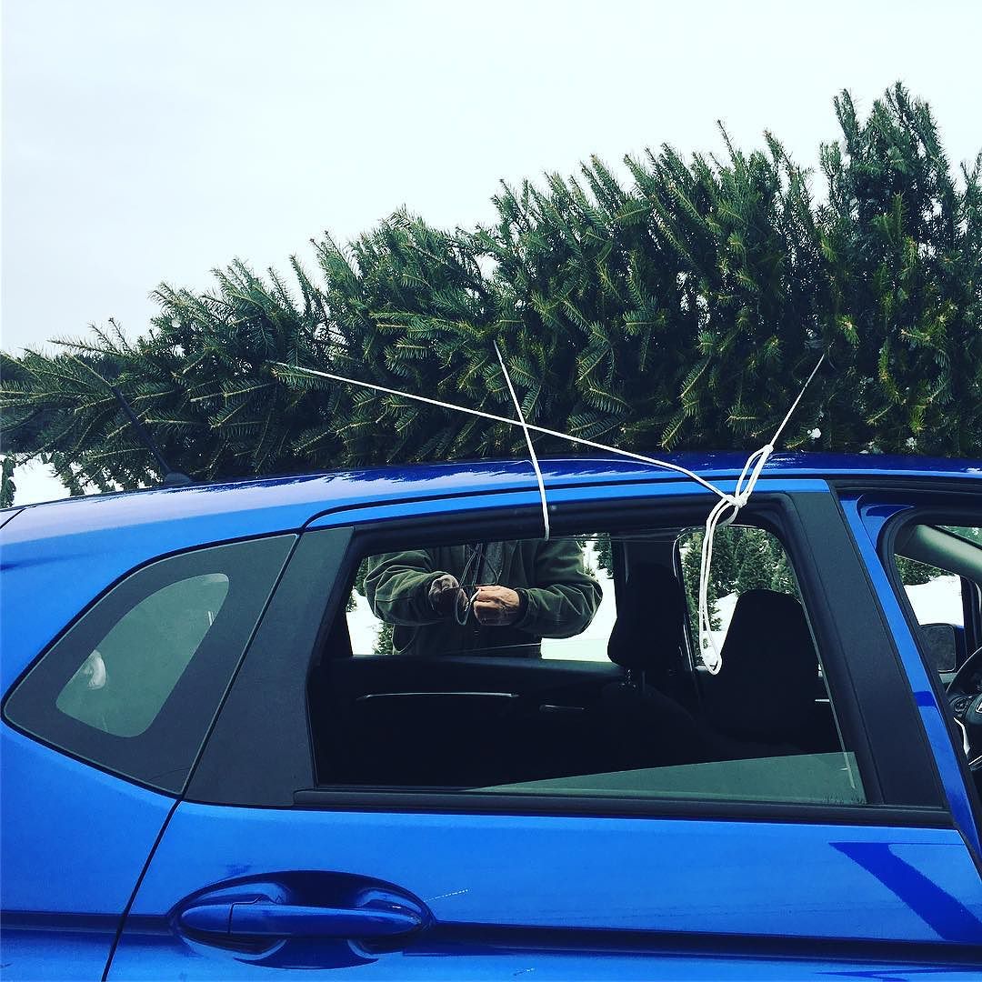 Tree acquired!