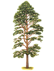 Maderas Que Trabajamos