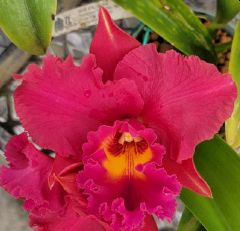 Rlc Mem Buranapan Nikom (Haadyai Delight x Tainan City)