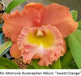 Rlc Mem Buranapan Nikom (Haadyai Delight x Tainan City)